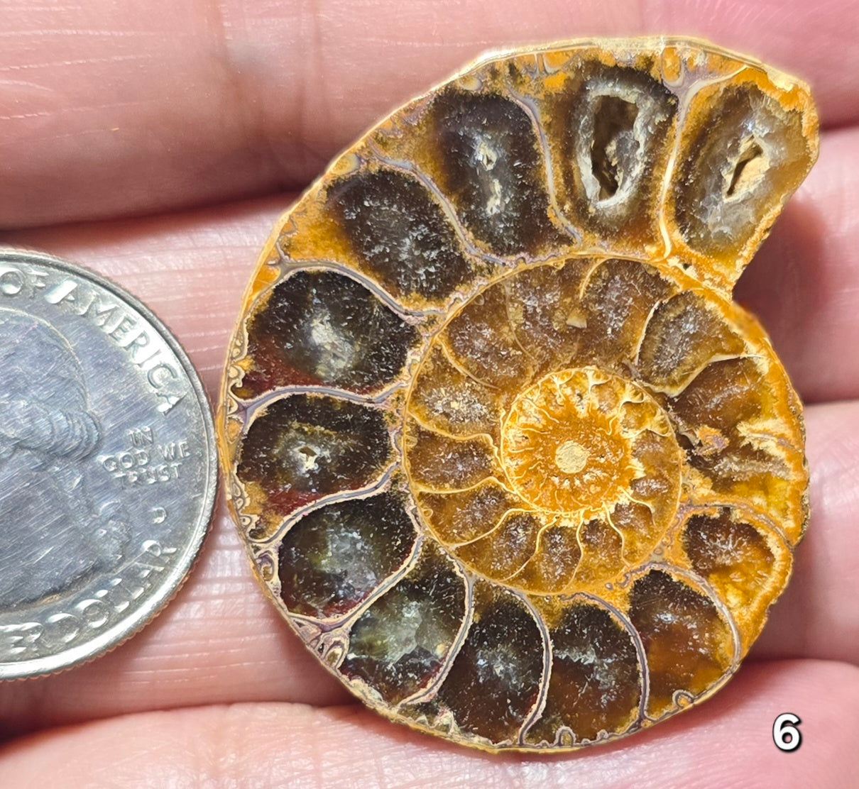 #6 Ammonite Fossil Slice