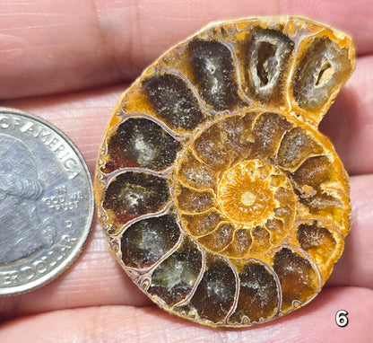 #6 Ammonite Fossil Slice