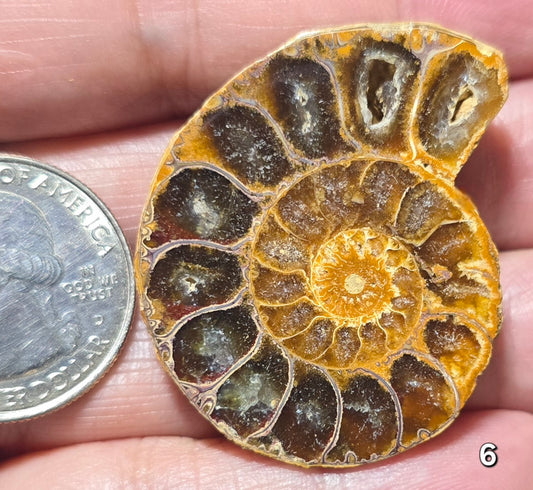 #6 Ammonite Fossil Slice