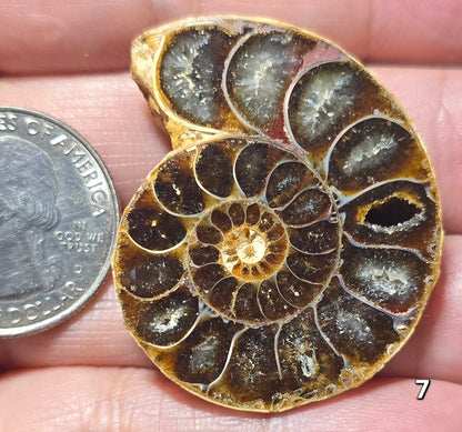 #7 Ammonite Fossil Slice
