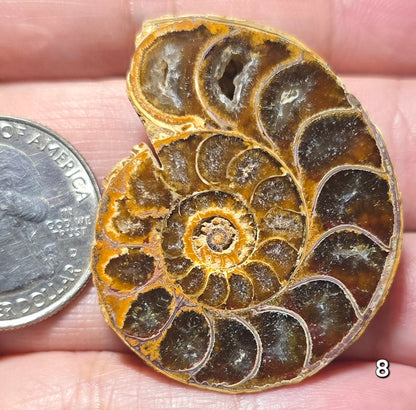 #8 Ammonite Fossil Slice