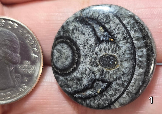 #1 Orthoceras Fossil