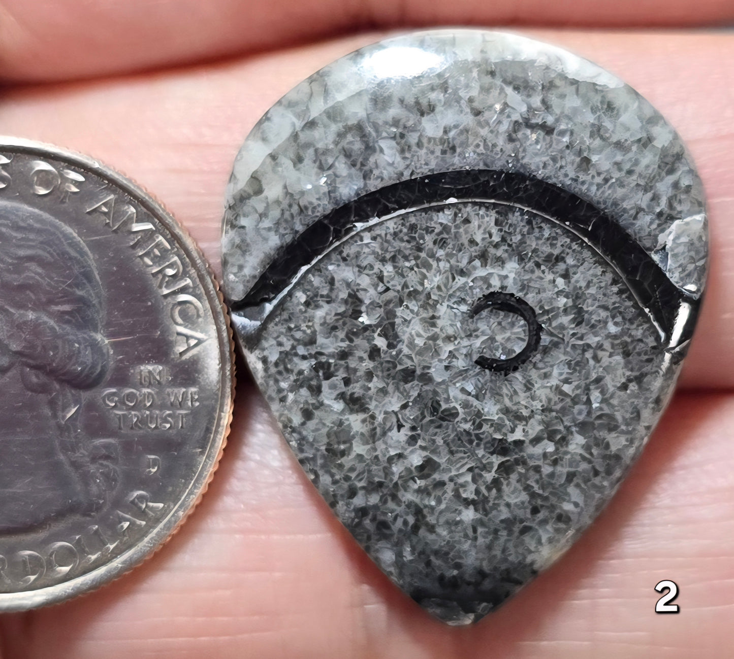 #2 Orthoceras Fossil
