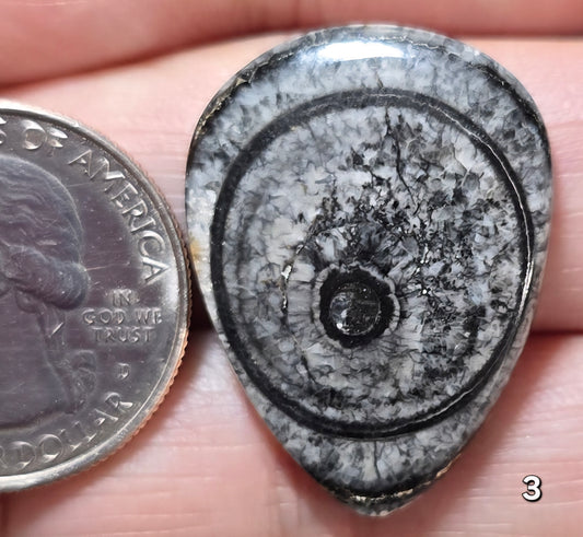 #3 Orthoceras Fossil