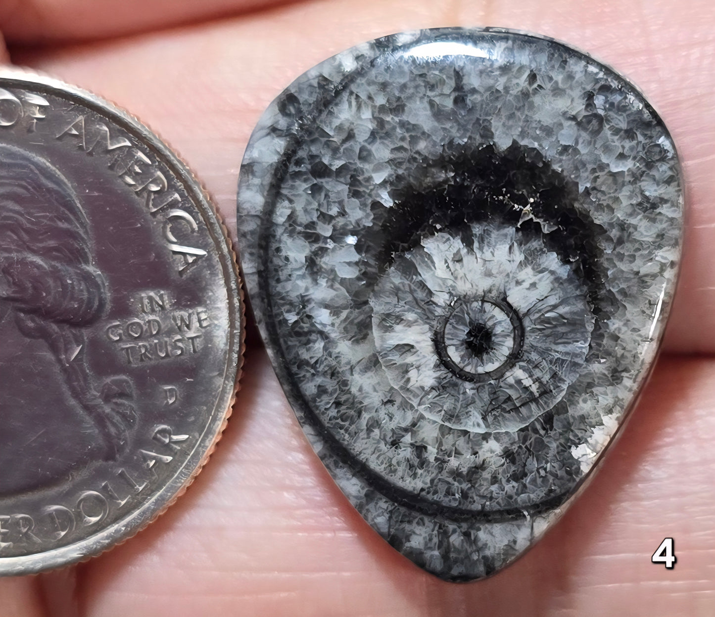 #4 Orthoceras Fossil