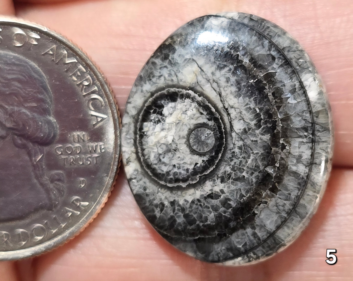 #5 Orthoceras Fossil