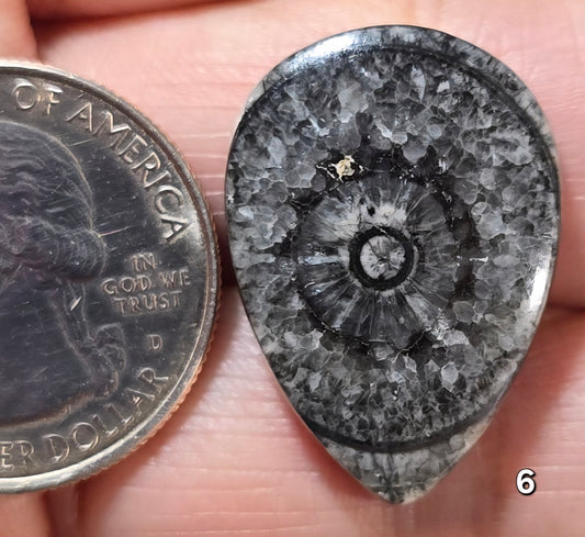 #6 Orthoceras Fossil