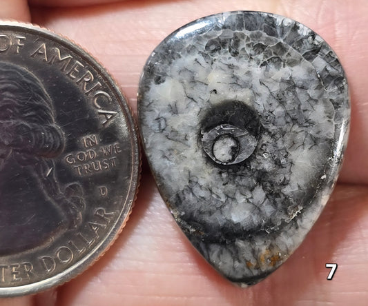#7 Orthoceras Fossil