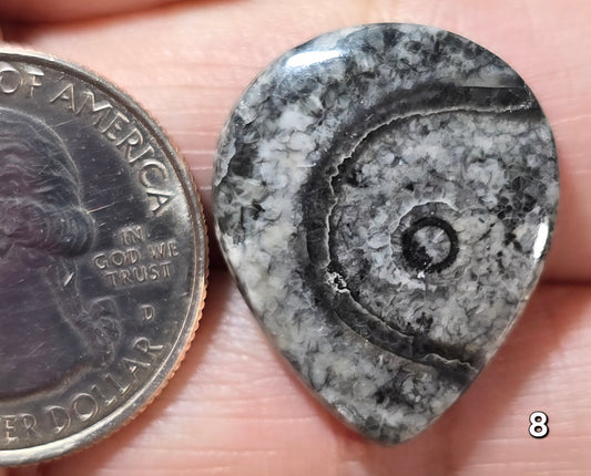 #8 Orthoceras Fossil