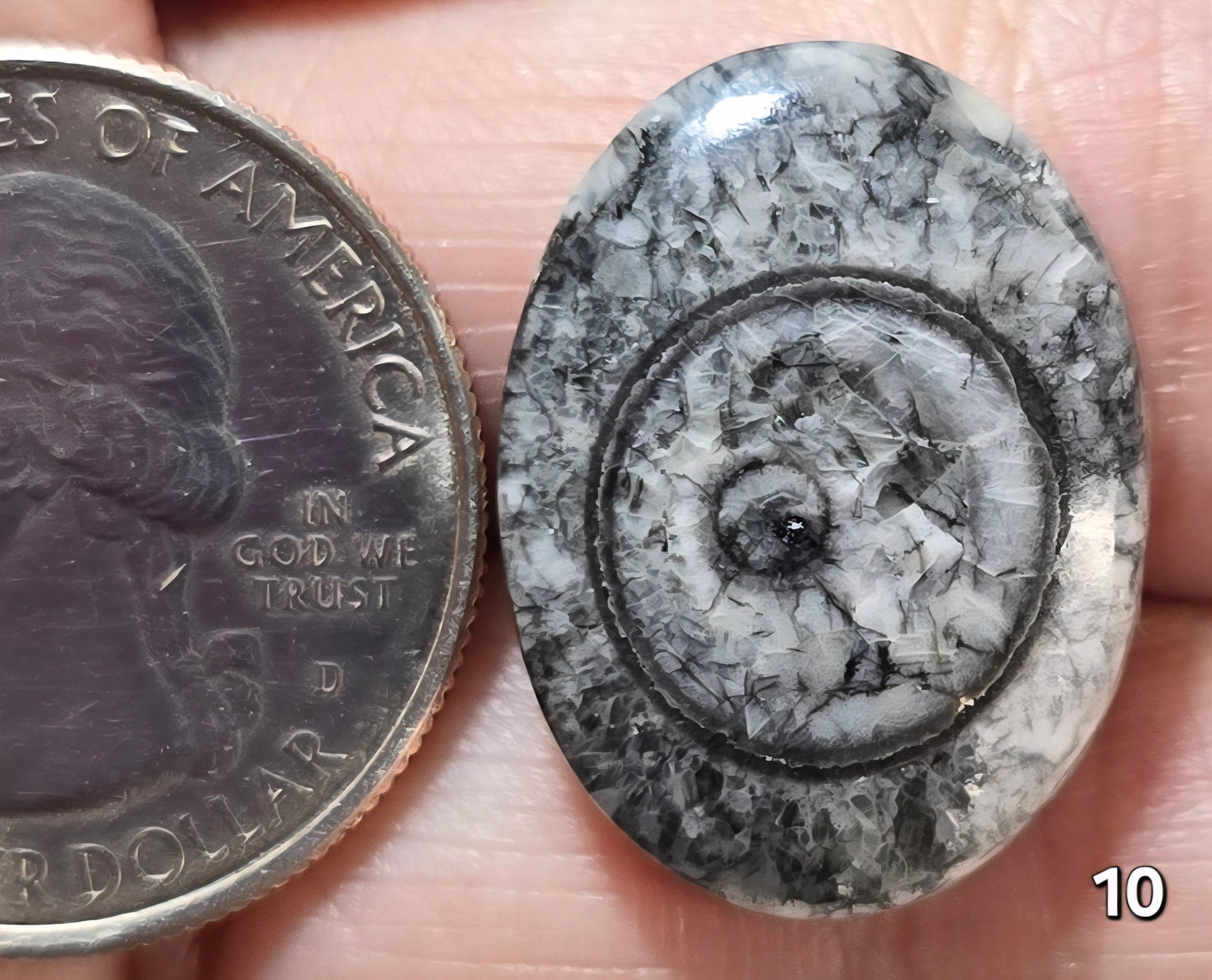 #10 Orthoceras Fossil