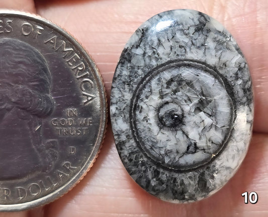 #10 Orthoceras Fossil