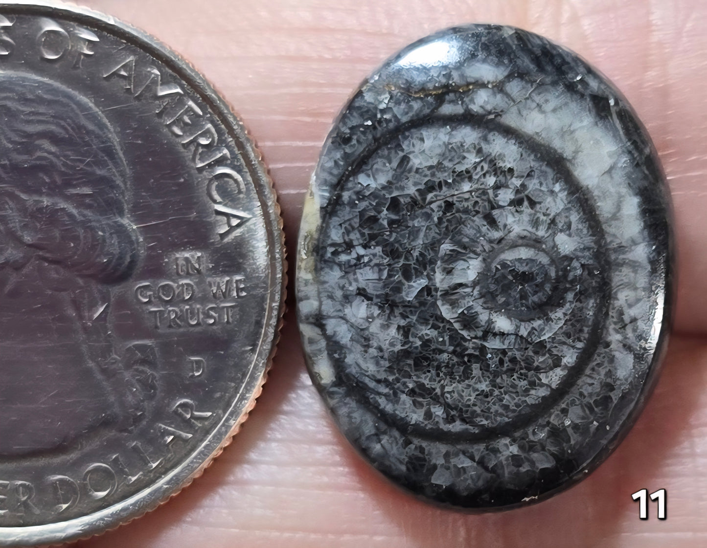 #11 Orthoceras Fossil