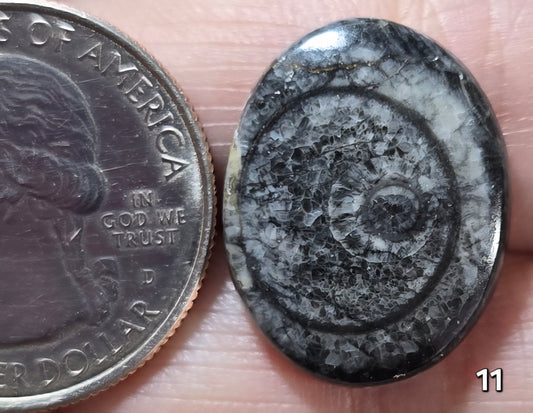 #11 Orthoceras Fossil