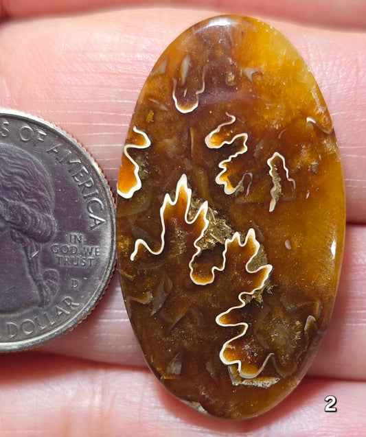 #2 Ammonite Fossil