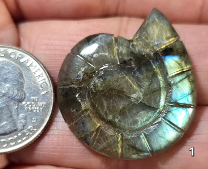 #1 Carved Shell Labradorite Cabochon