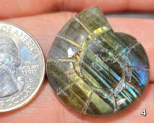 #4 Carved Shell Labradorite Cabochon