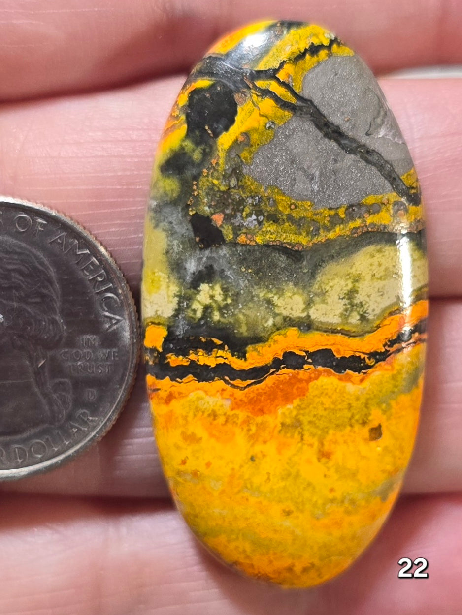 #22 Bumblebee Jasper