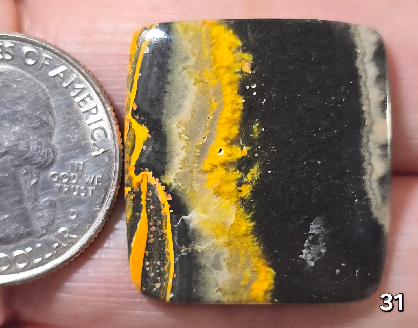 #31 Bumblebee Jasper