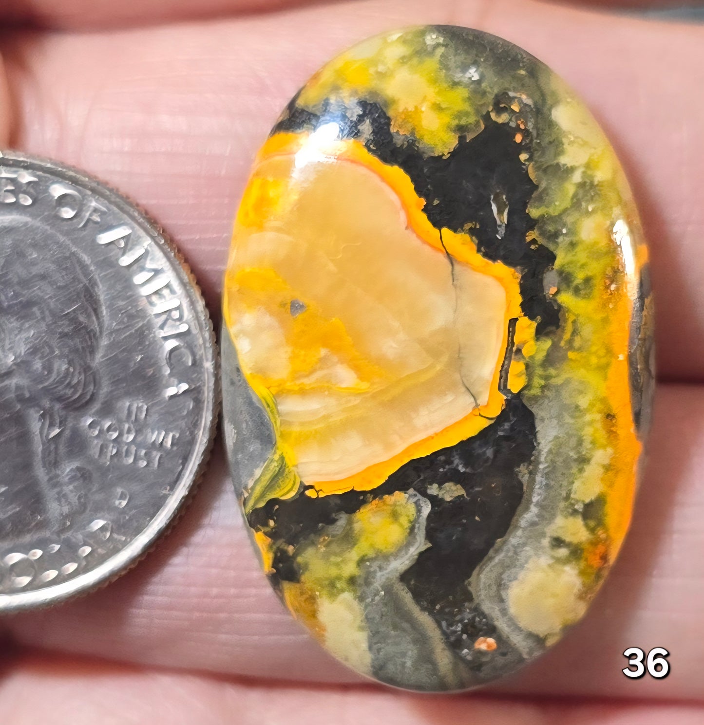 #36 Bumblebee Jasper