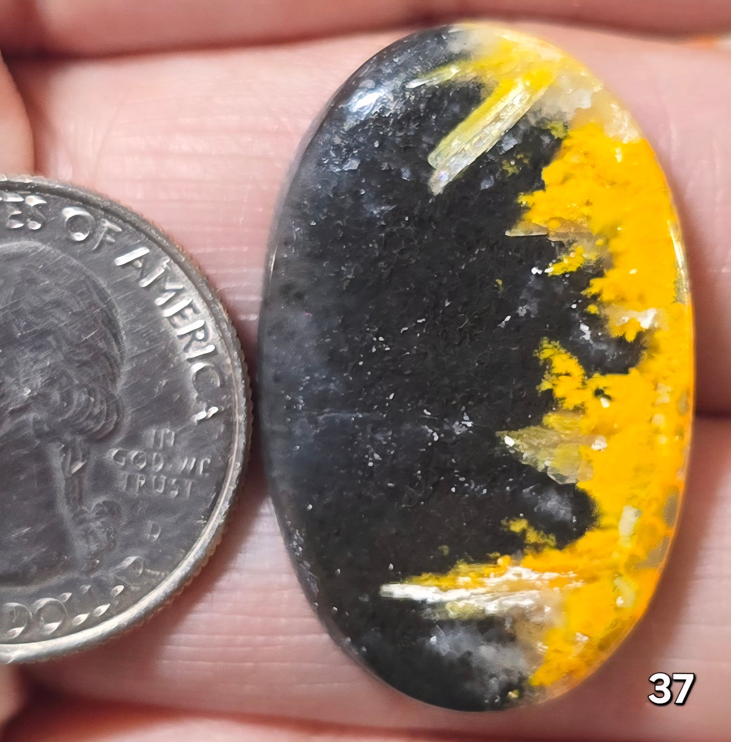 #37 Bumblebee Jasper