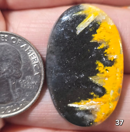 #37 Bumblebee Jasper