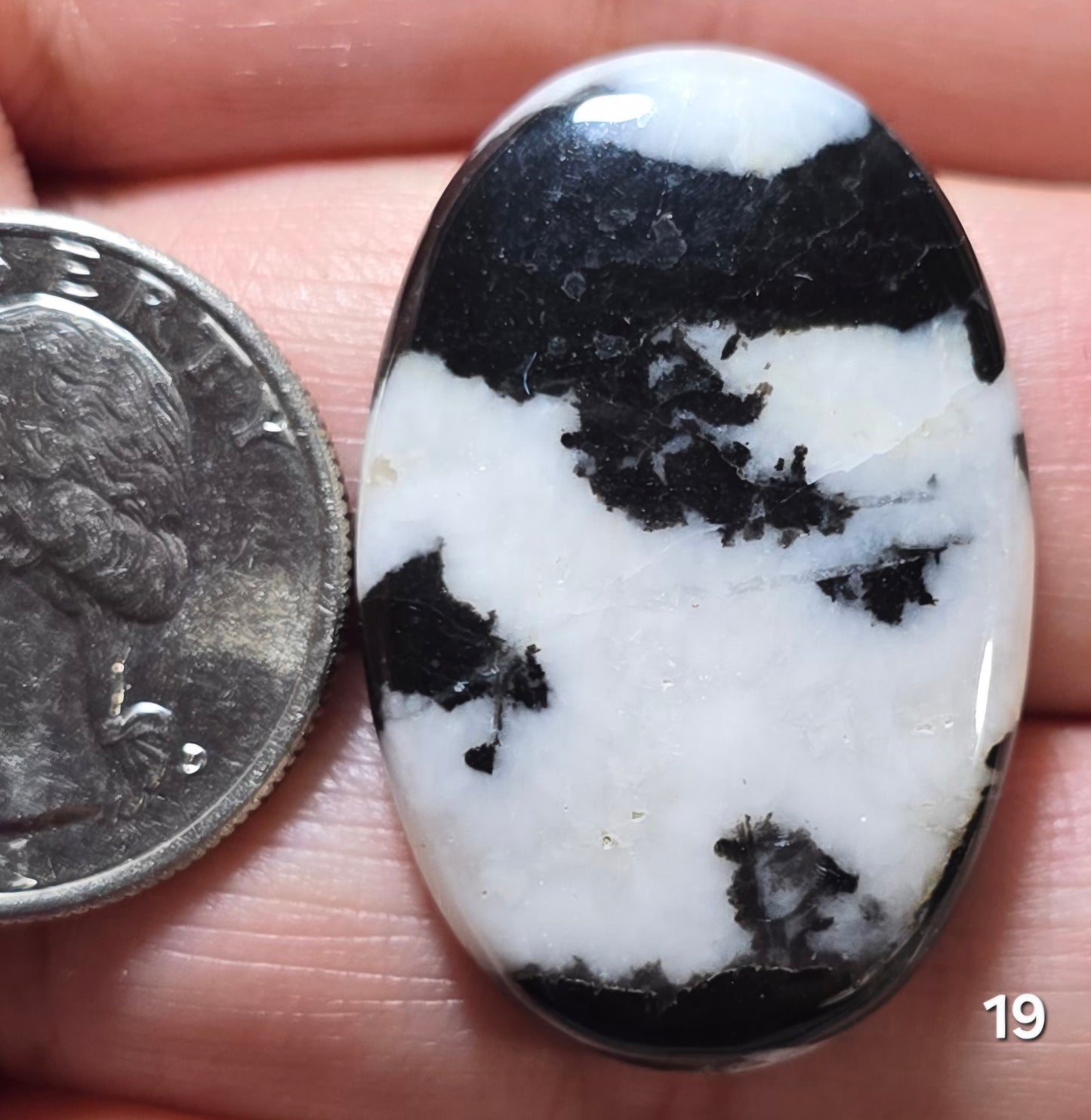 #19 Zebra Jasper