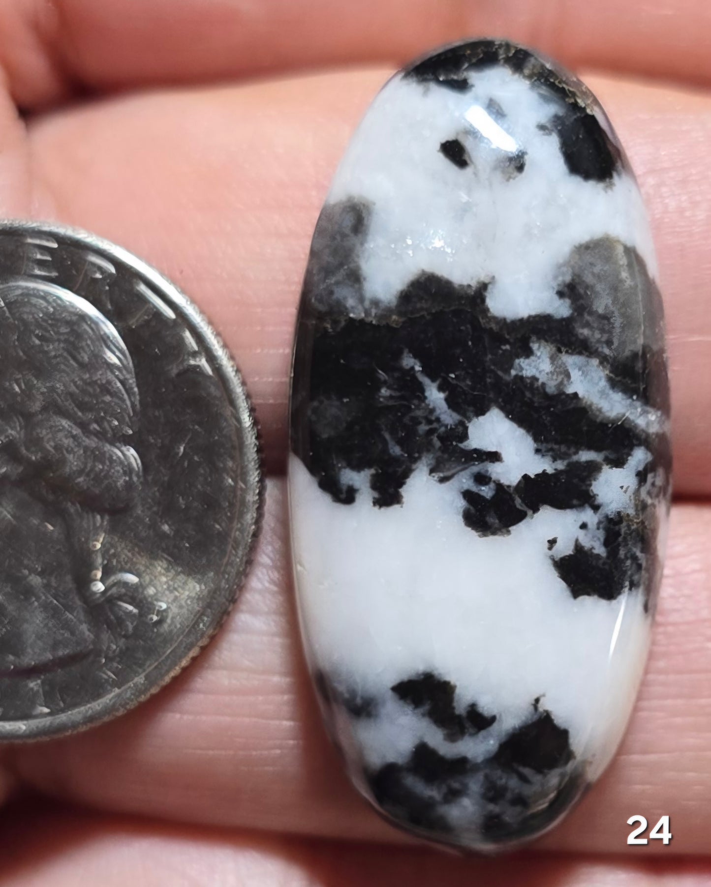 #24 Zebra Jasper