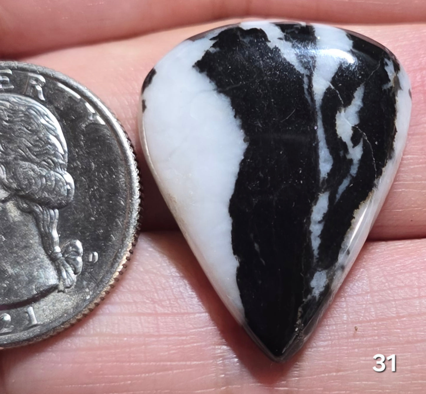 #31 Zebra Jasper