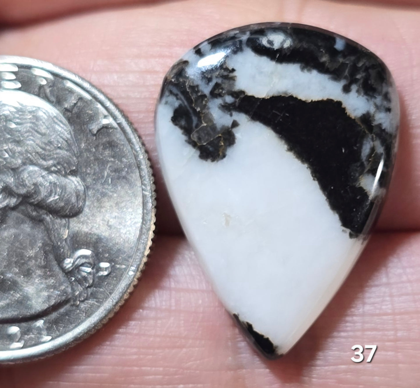 #37 Zebra Jasper