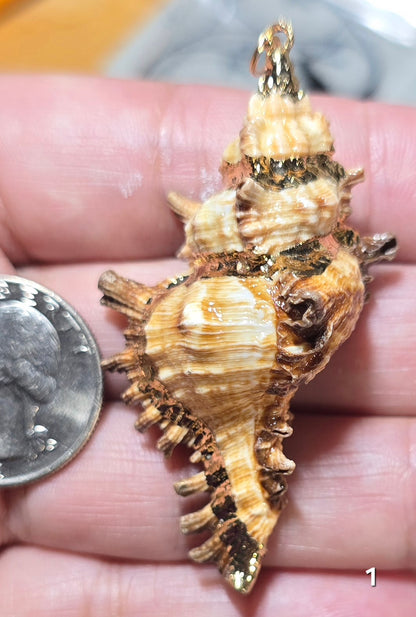 #1 Gold Electroplated Conch Shell