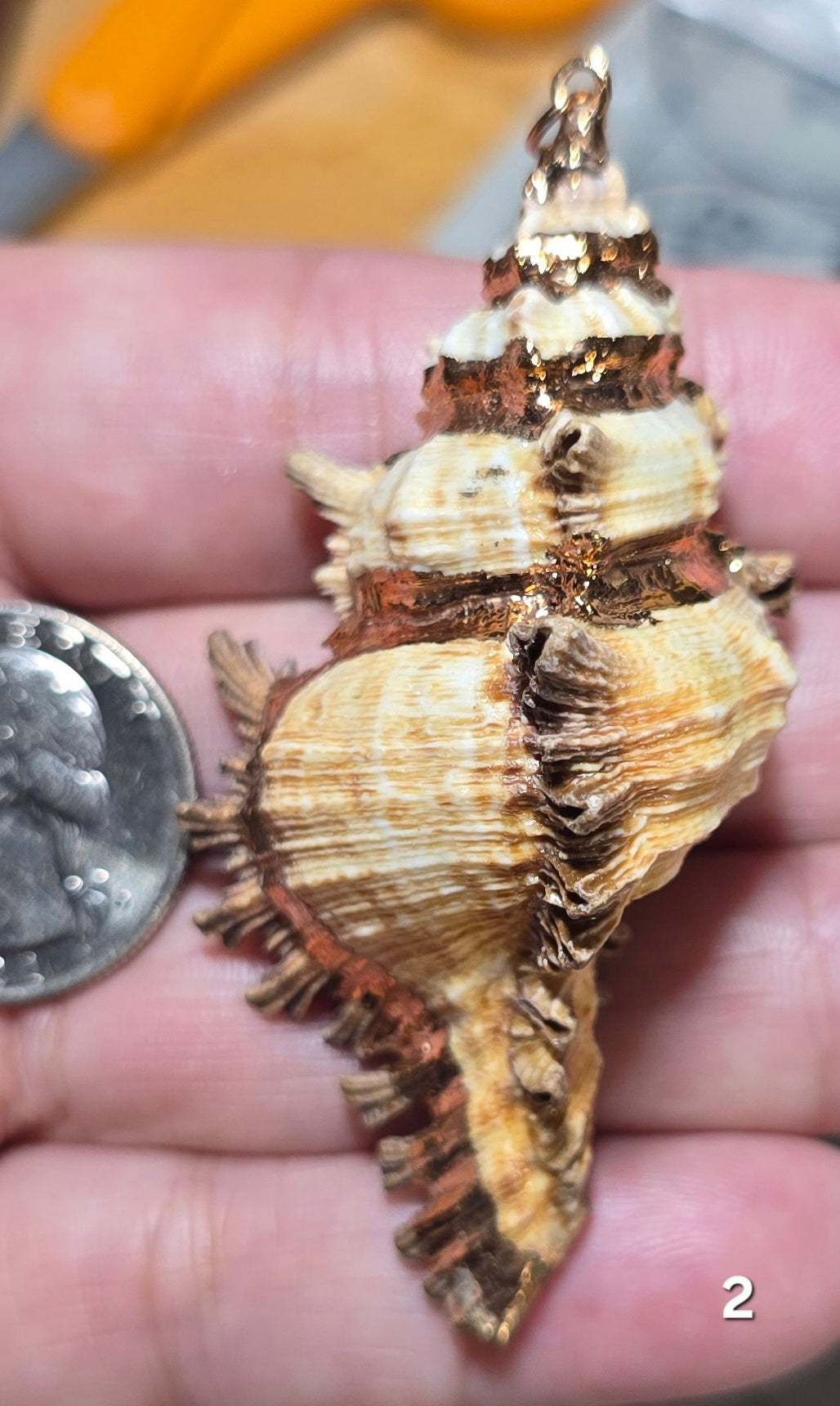 #2 Gold Electroplated Conch Shell