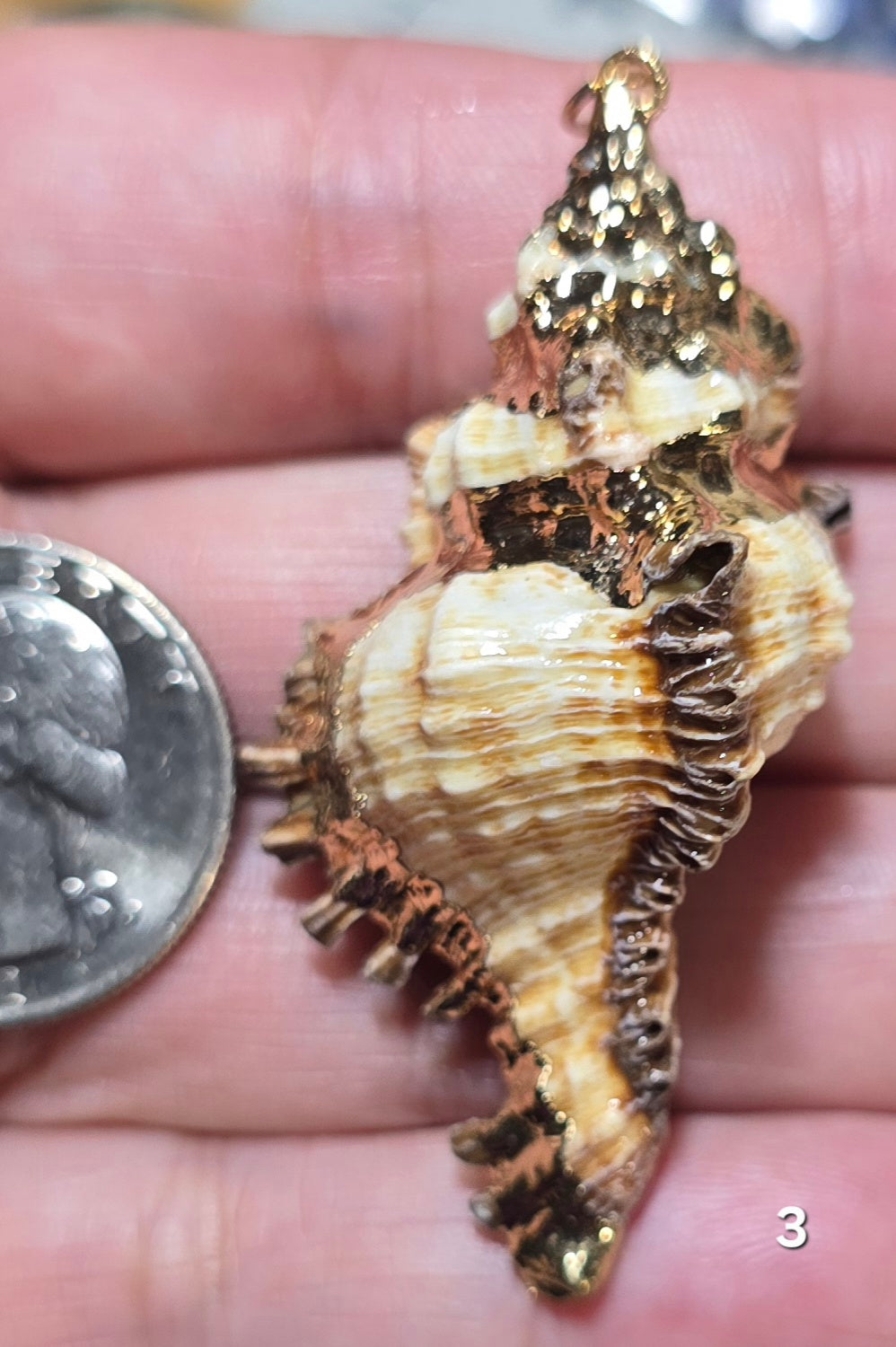 #3 Gold Electroplated Conch Shell
