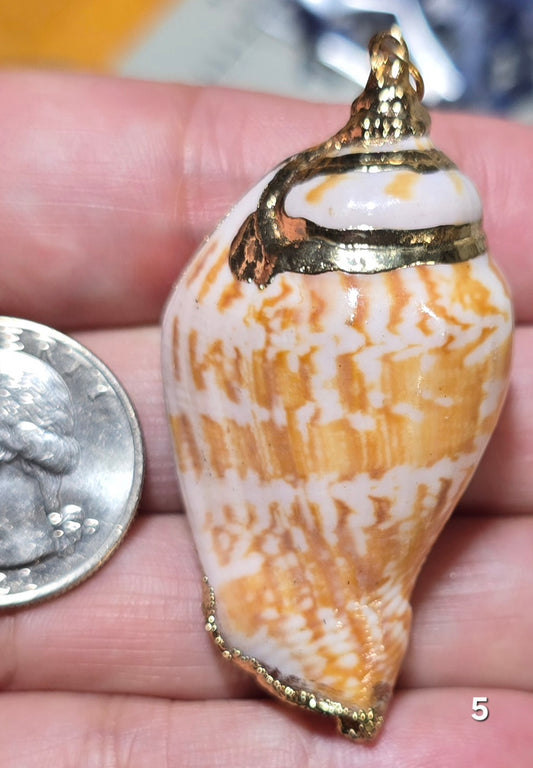 #5 Gold Electroplated Conch Shell