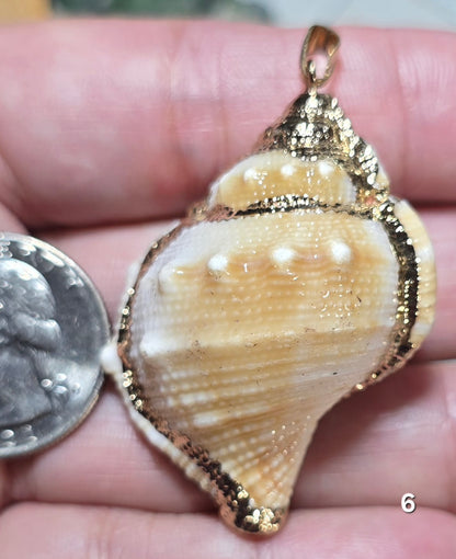 #6 Gold Electroplated Conch Shell