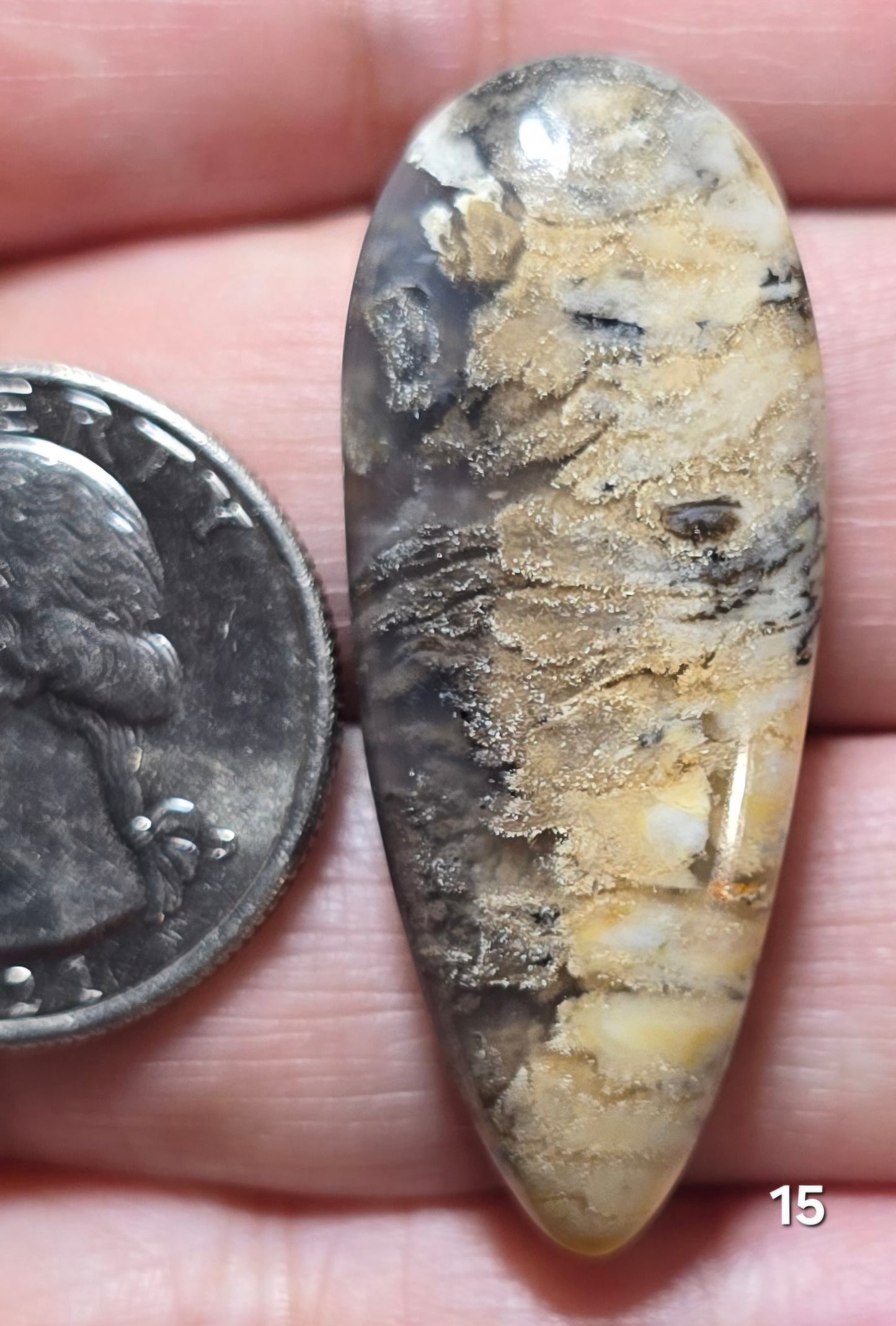 #15 Tiger Dendrite