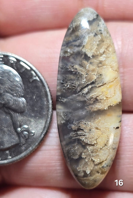 #16 Tiger Dendrite