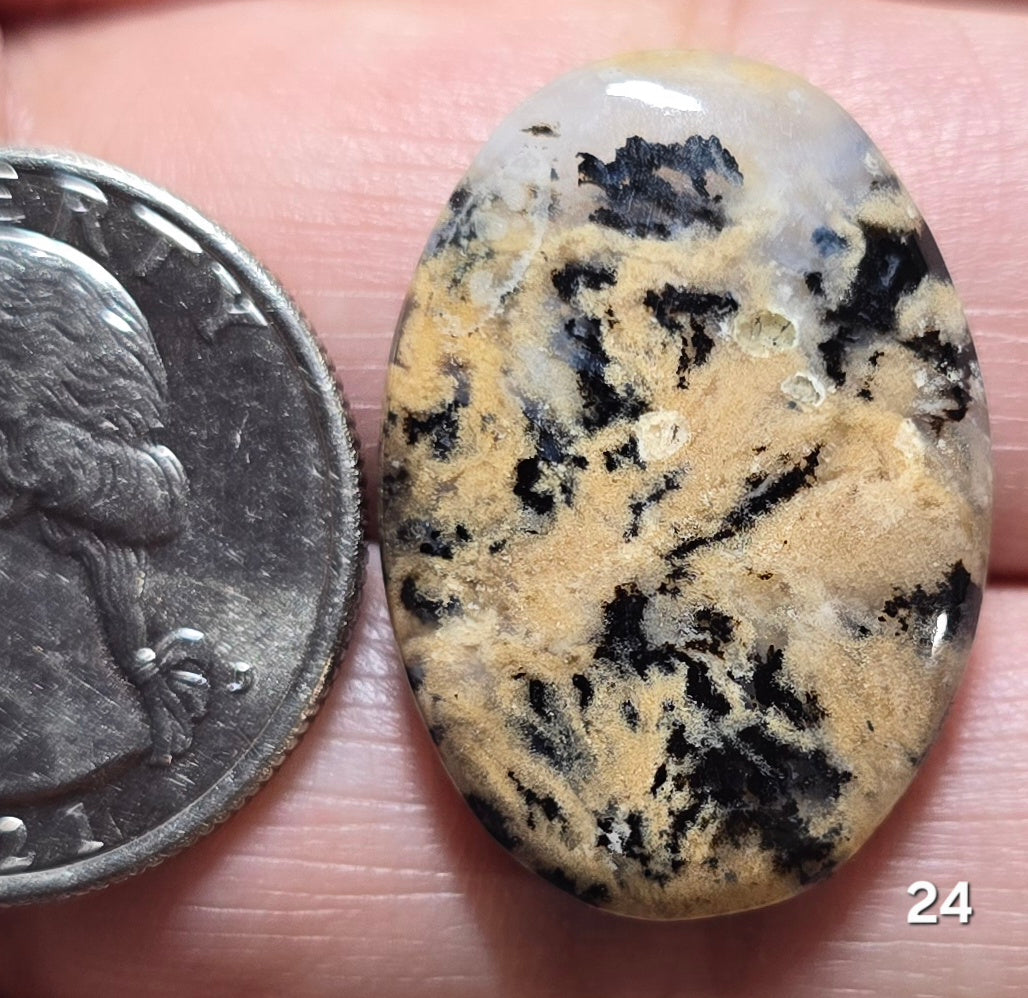 #24 Tiger Dendrite