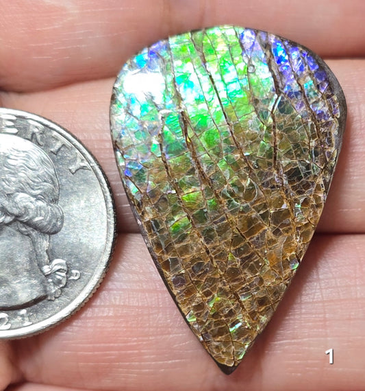 #1 Ammolite 8.6g