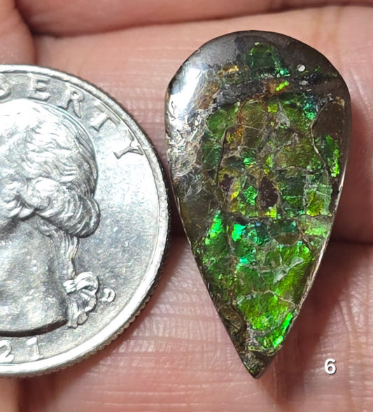 #6 Ammolite 4.2g