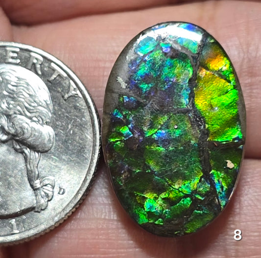 #8 Ammolite 3.9g