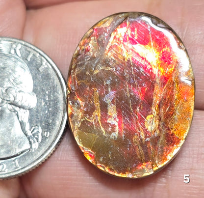 #5 Ammolite 6.2g