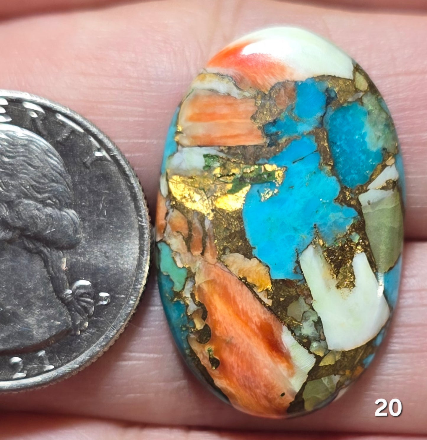 #20 Spiny Oyster Turquoise