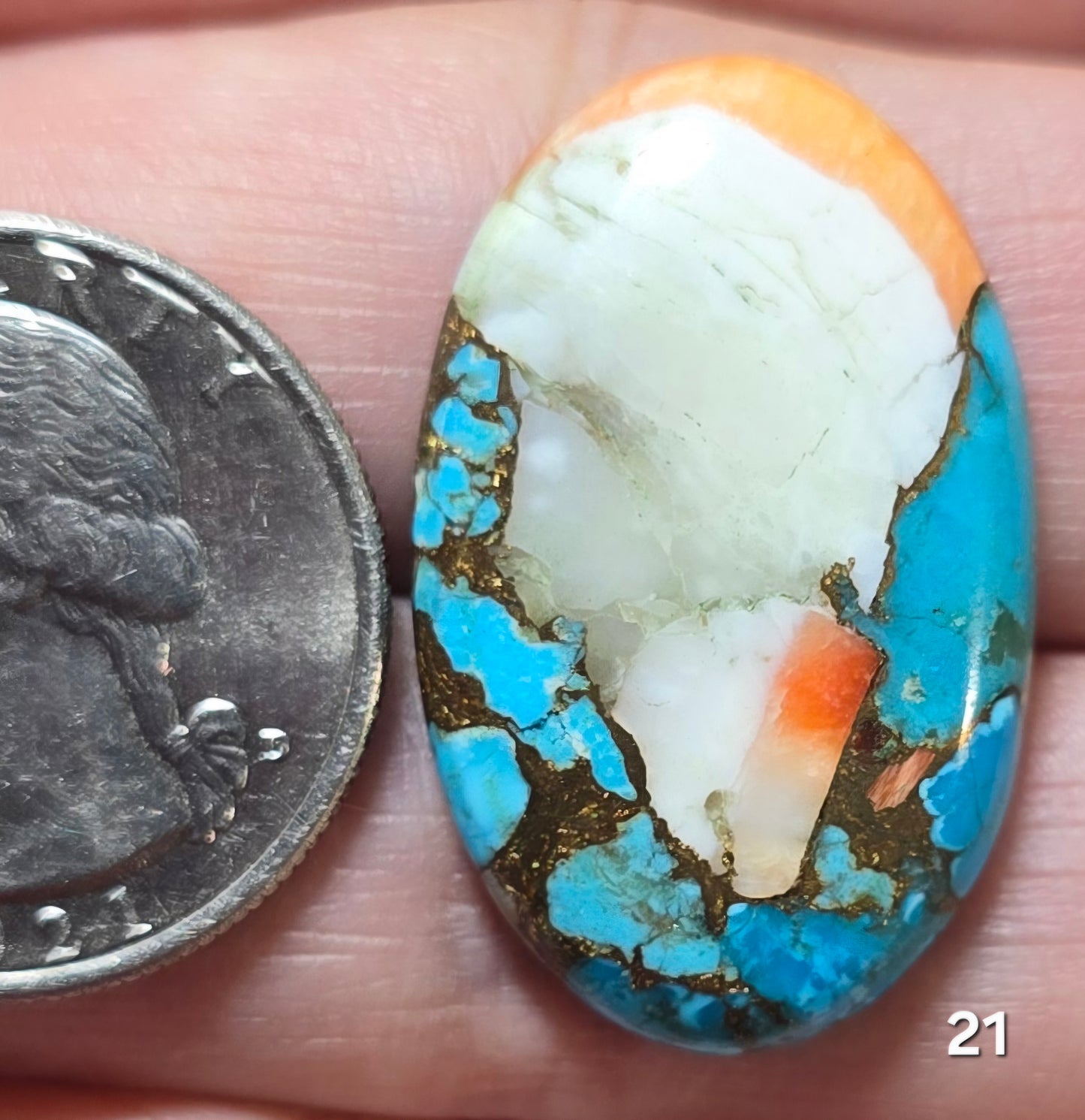 #21 Spiny Oyster Turquoise