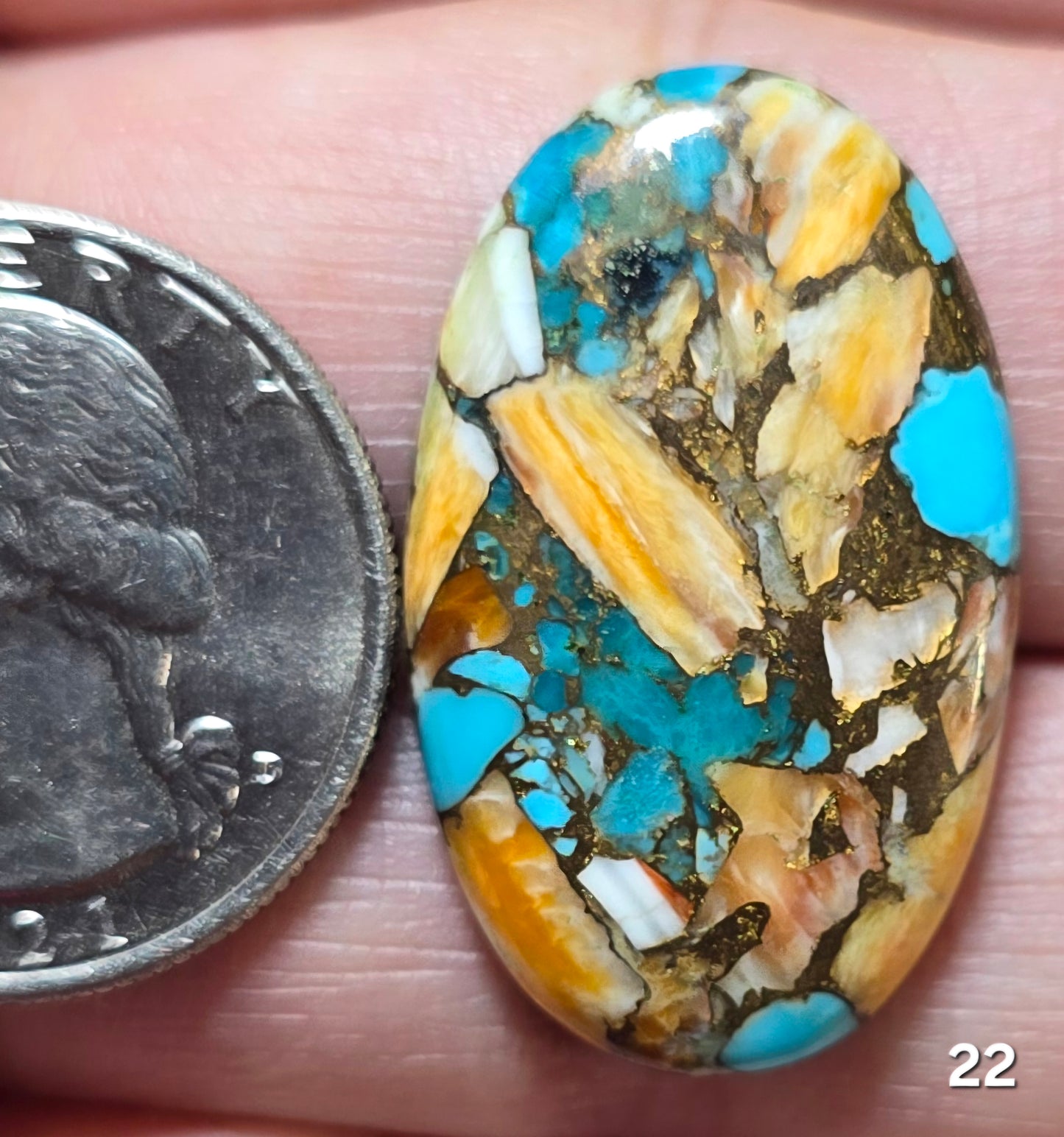 #22 Spiny Oyster Turquoise
