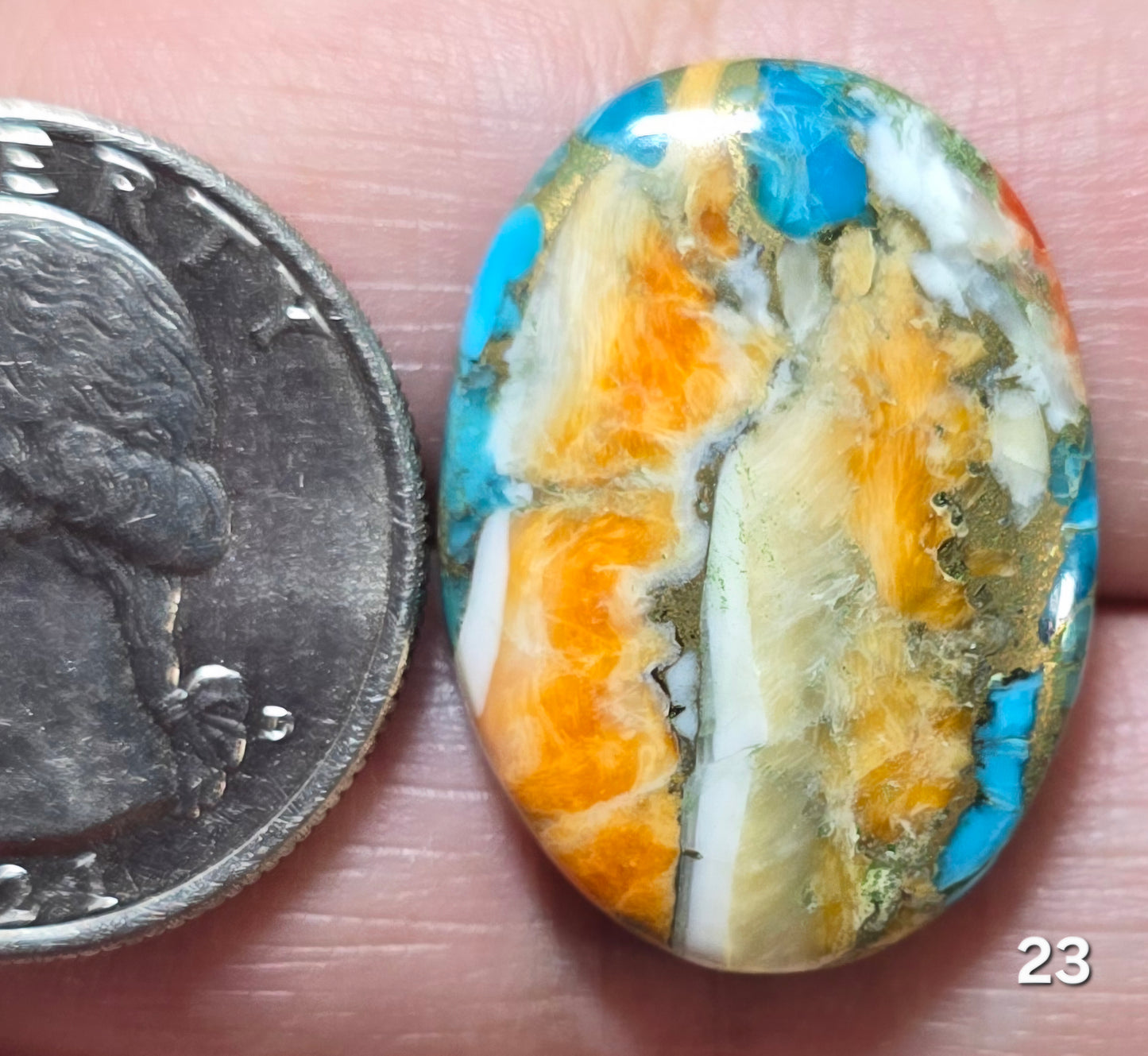 #23 Spiny Oyster Turquoise