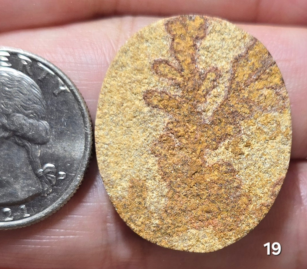 #19 Psilomelane Dendrite
