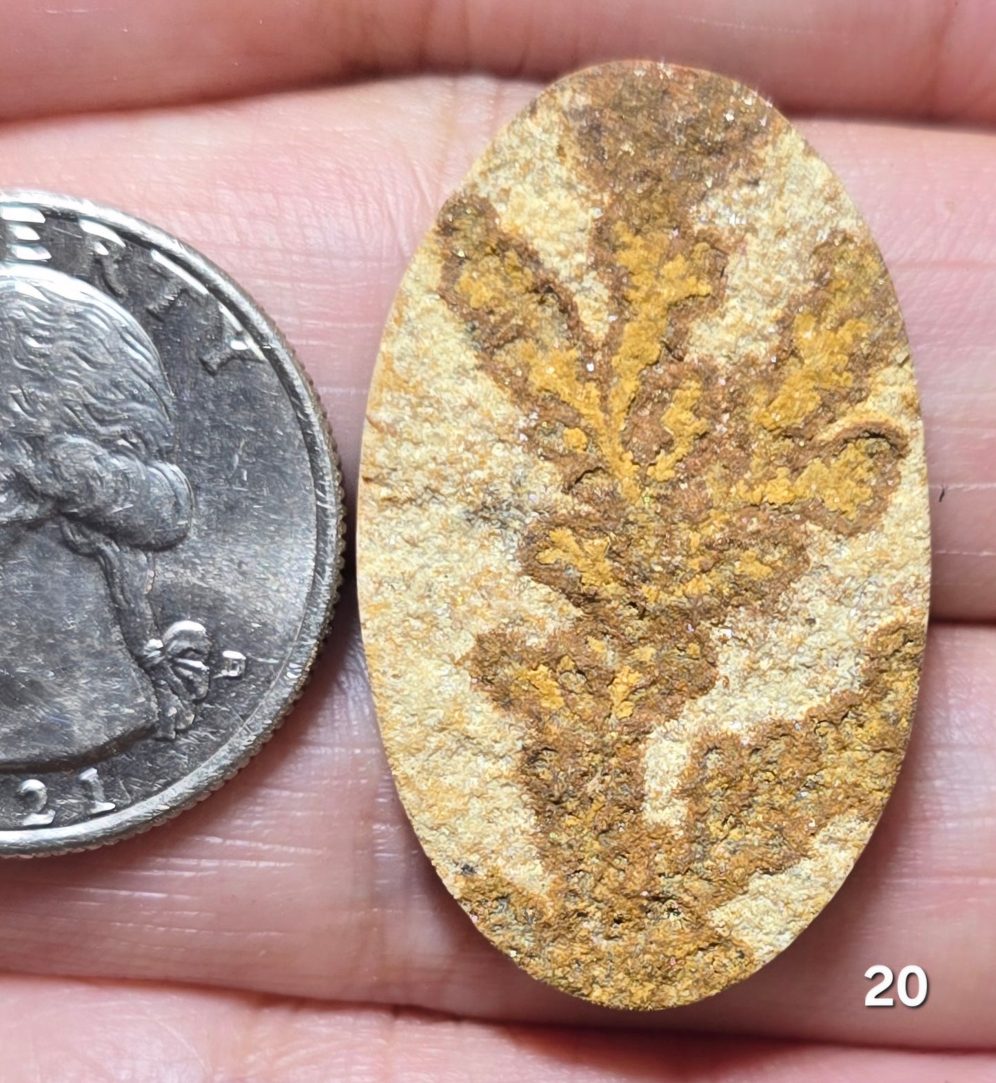 #20 Psilomelane Dendrite
