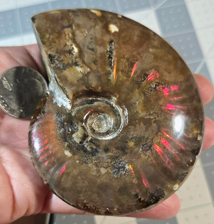 4" Vivid Iridescent Ammonite Fossil Specimen