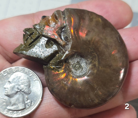 #2 Carved Iridescent Ammonite Skull Display Specimen