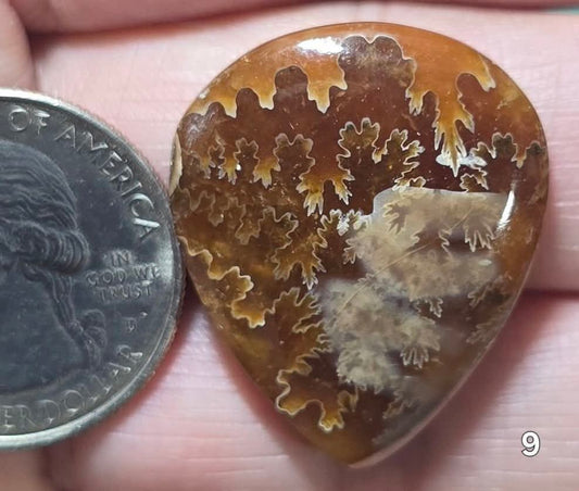 #9 Flash Ammonite Fossil